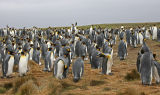 King Penguins